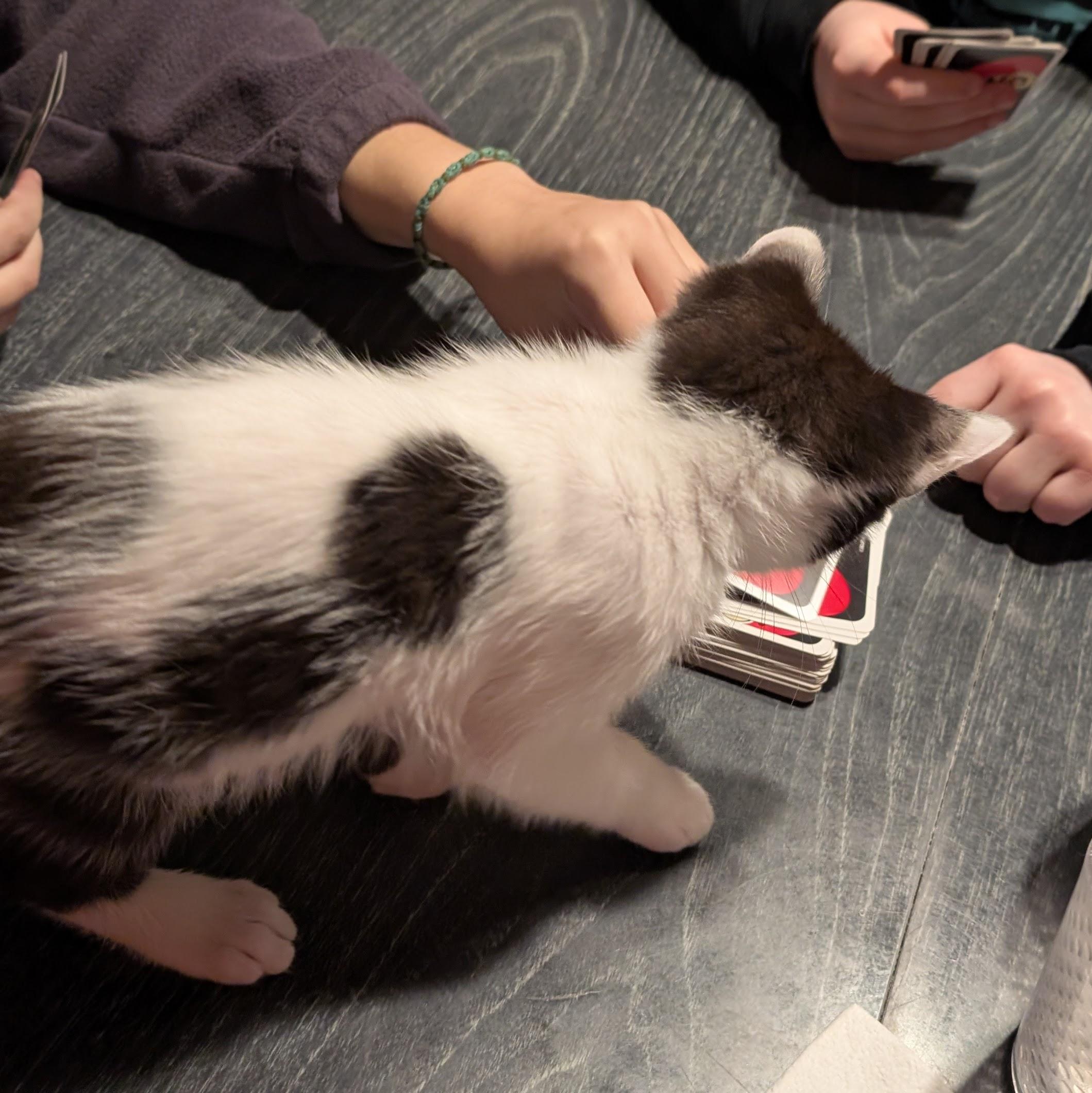 Enlarge Minsc, an adopted Domestic Short Hair in Portland, OR image 4/5