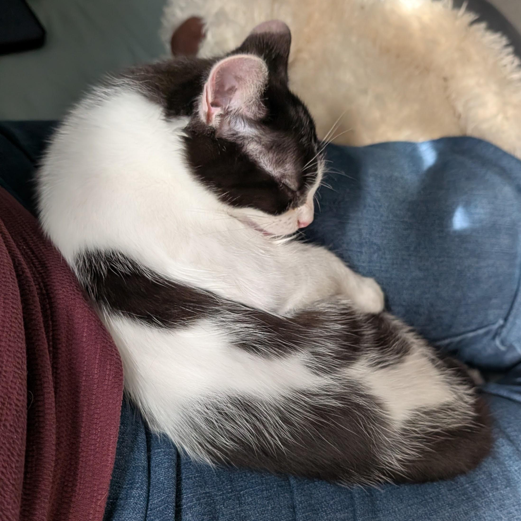 Enlarge Minsc, an adopted Domestic Short Hair in Portland, OR image 5/5