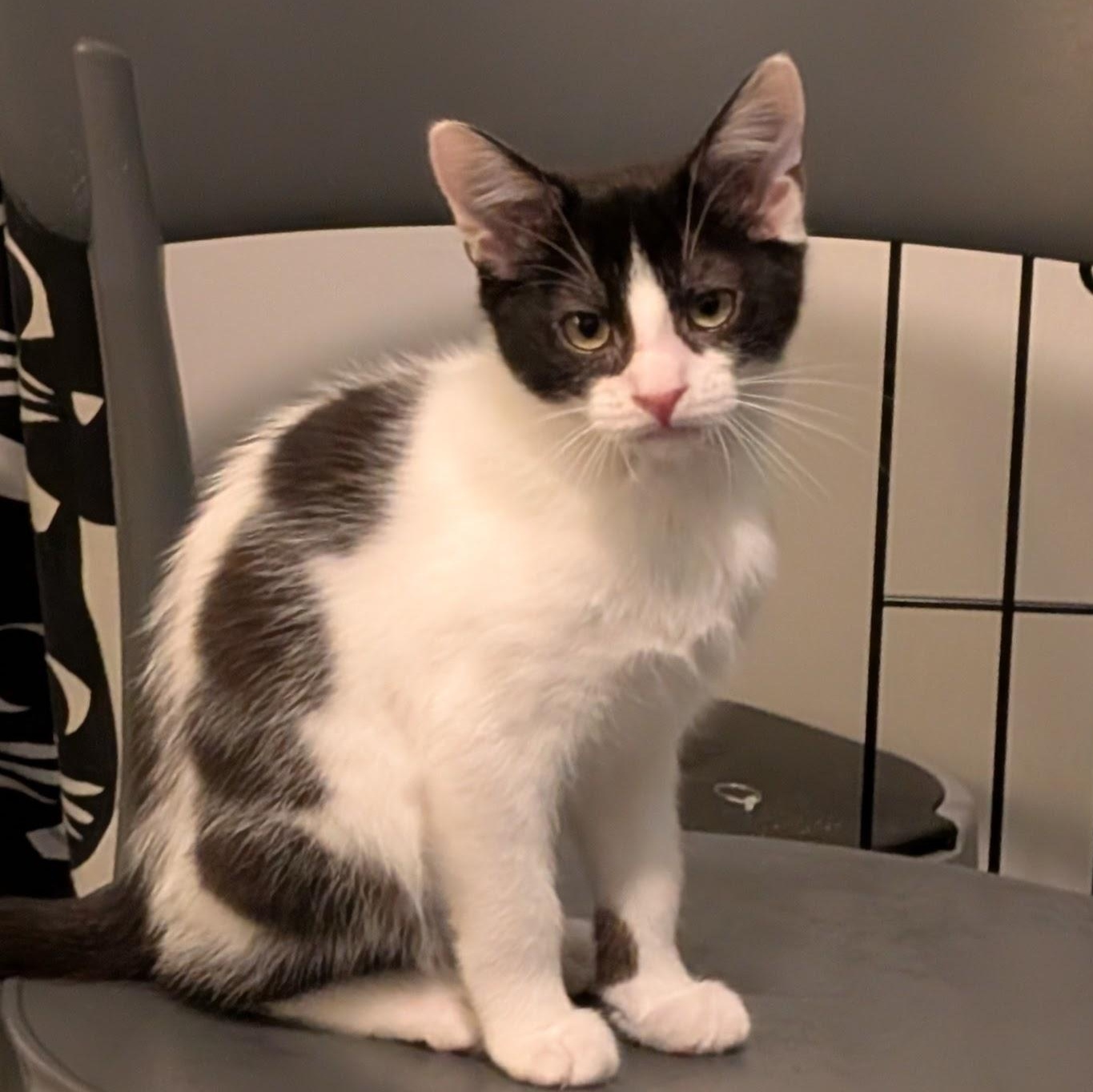 Minsc, adopted, Kitten Male Domestic Short Hair.