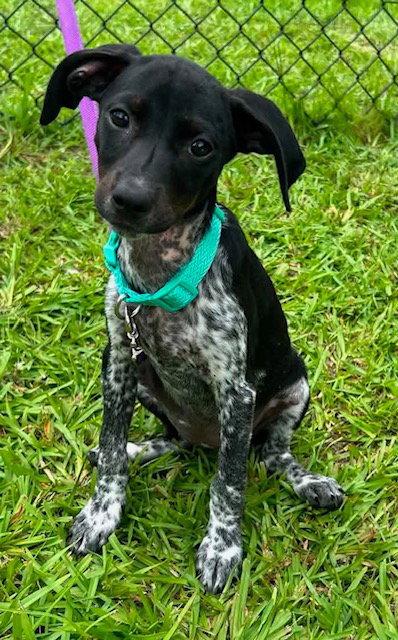 Tessa, Adoptable, Young Female Hound.