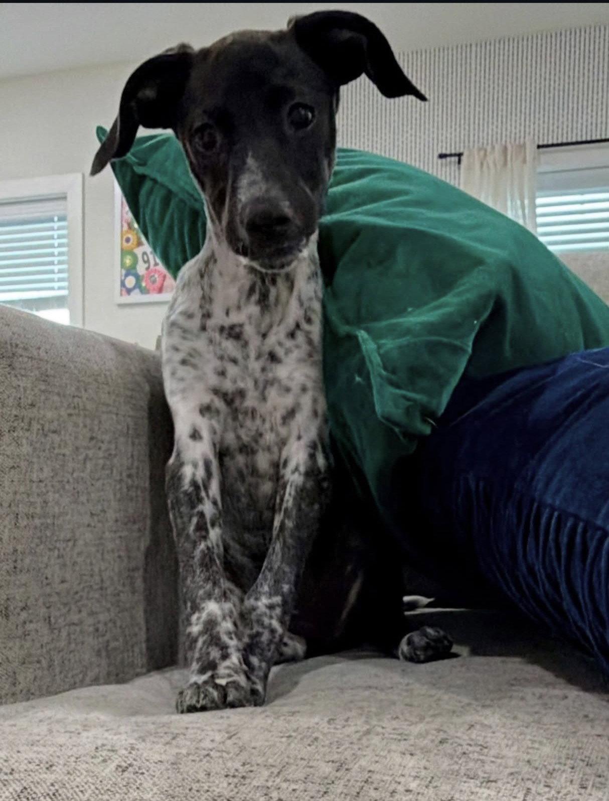 Tessa, a Adoptable Hound in Tarrytown, GA image 3/3