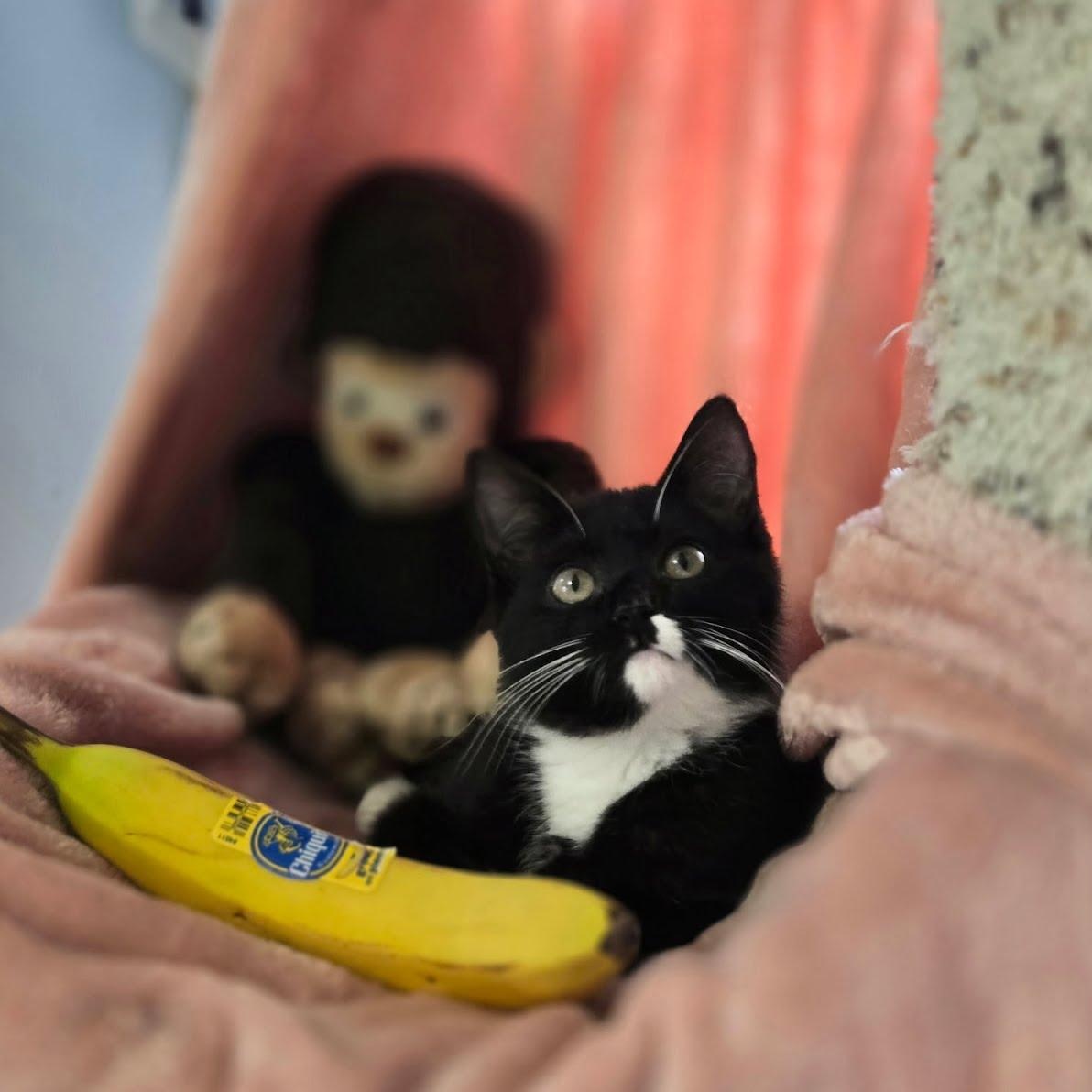 Enlarge Berry, an adopted Domestic Short Hair in Crystal, MN image 2/5