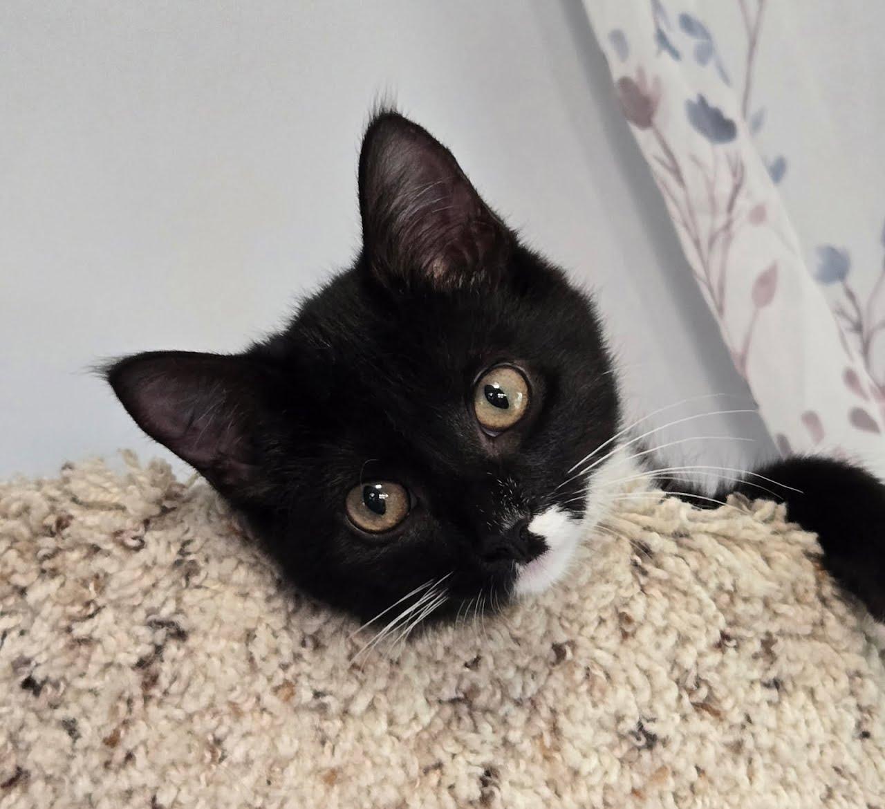 Enlarge Berry, an adopted Domestic Short Hair in Crystal, MN image 1/5