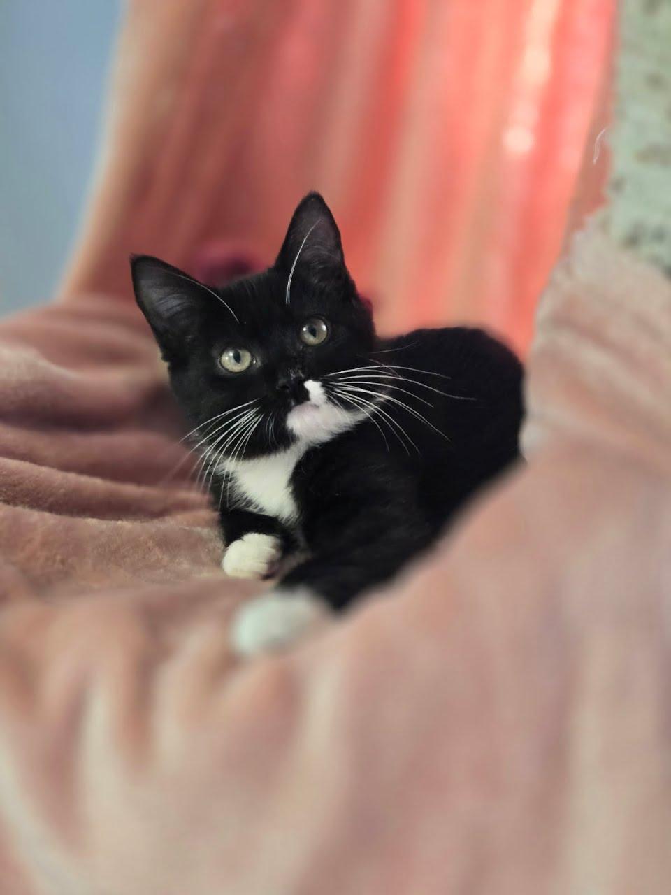 Enlarge Berry, an adopted Domestic Short Hair in Crystal, MN image 4/5