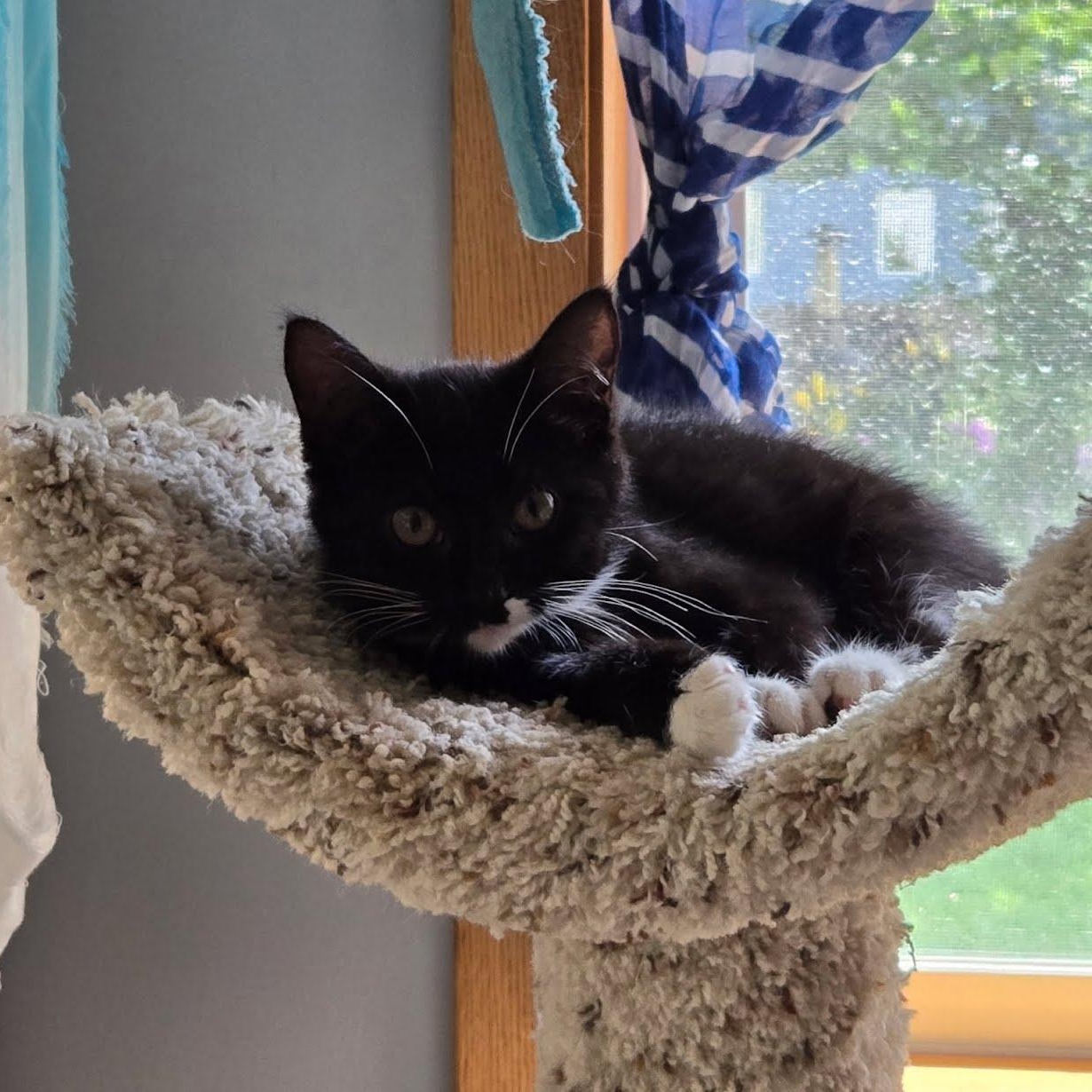 Enlarge Berry, an adopted Domestic Short Hair in Crystal, MN image 5/5