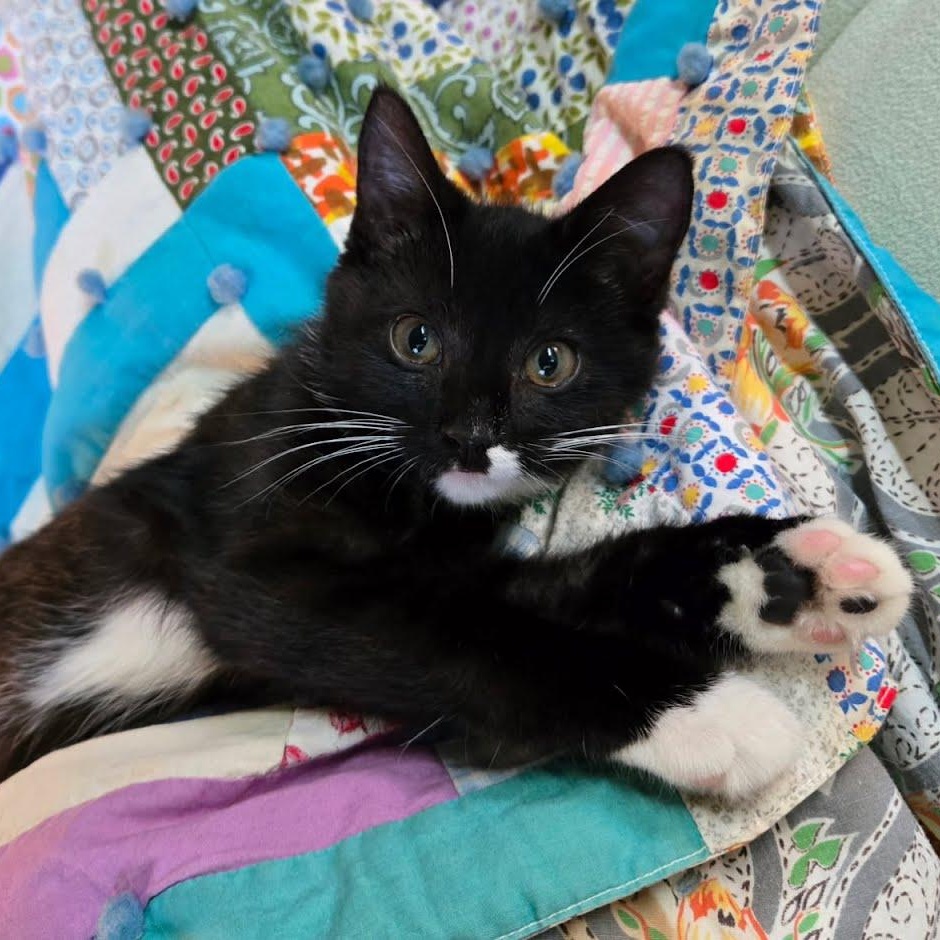 Enlarge Berry, an adopted Domestic Short Hair in Crystal, MN image 3/5