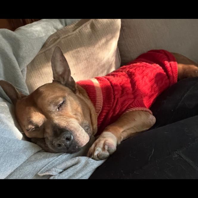 Sage, Adoptable, Adult Female Mixed Breed.