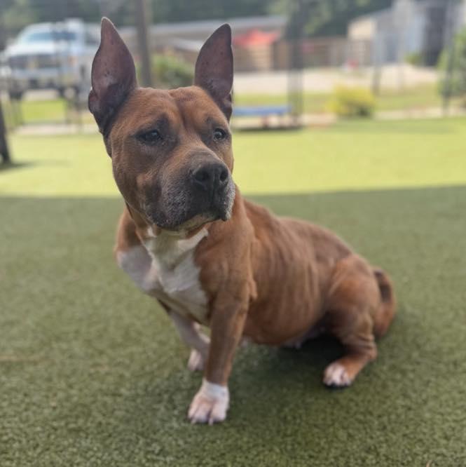 Enlarge Sage, a Adoptable Mixed Breed in Calabash, NC image 2/3