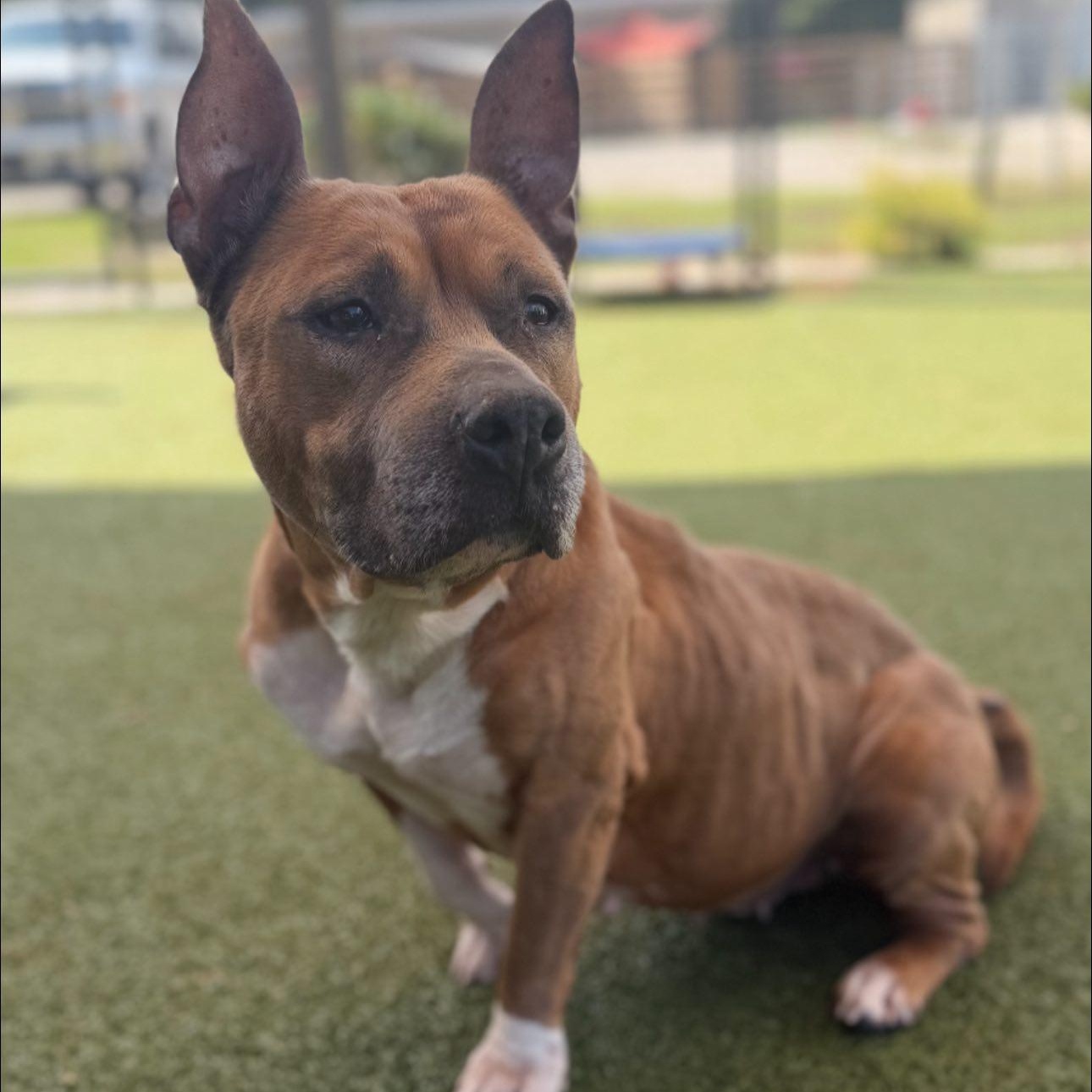 Enlarge Sage, a Adoptable Mixed Breed in Calabash, NC image 3/3