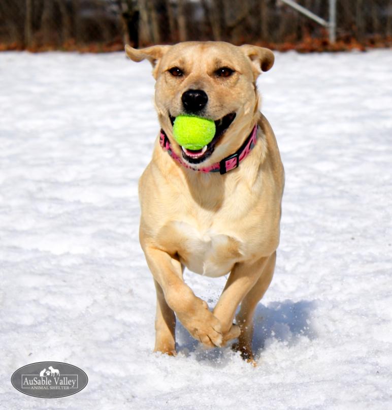 Bianca, an adoptable Mixed Breed in Grayling, MI image 4/6
