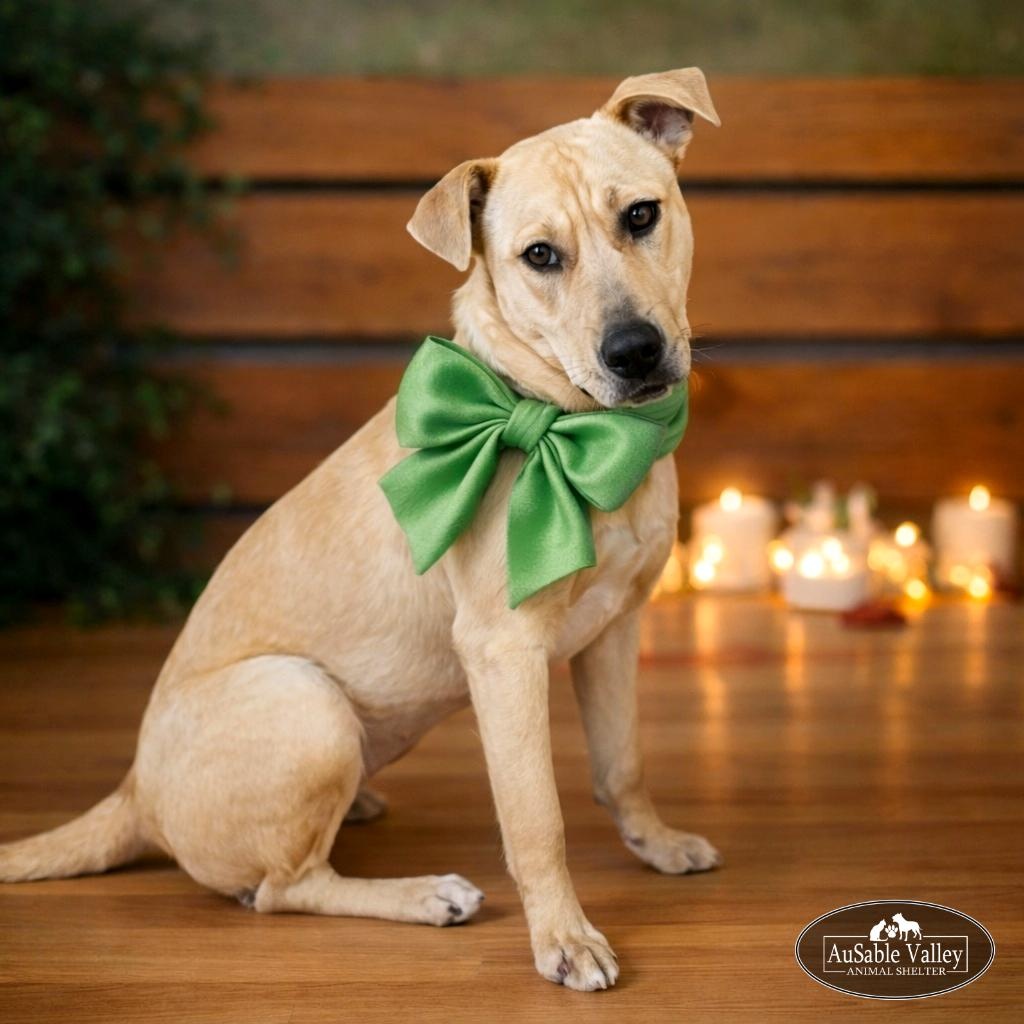 Bianca, adoptable, Adult Female Mixed Breed.