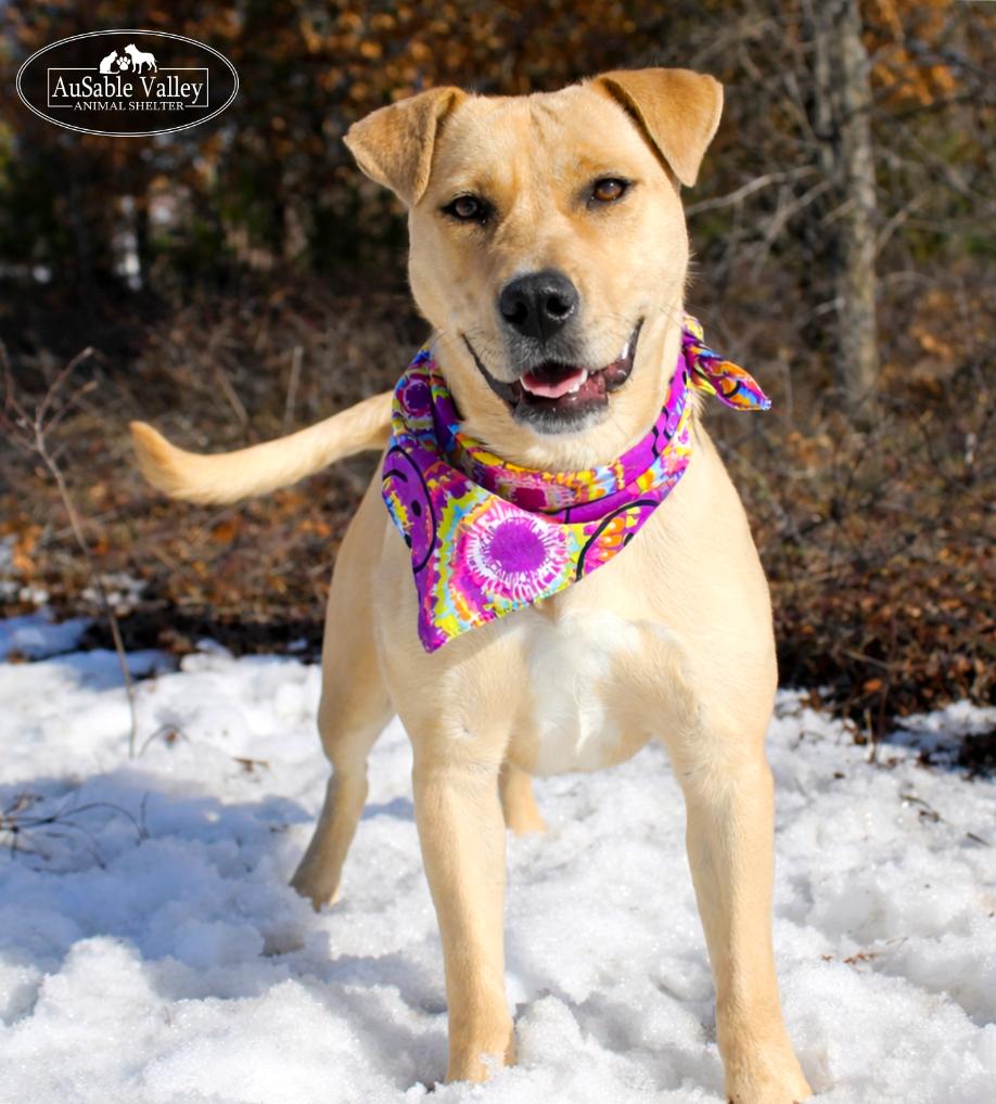 Bianca, an adoptable Mixed Breed in Grayling, MI image 2/6