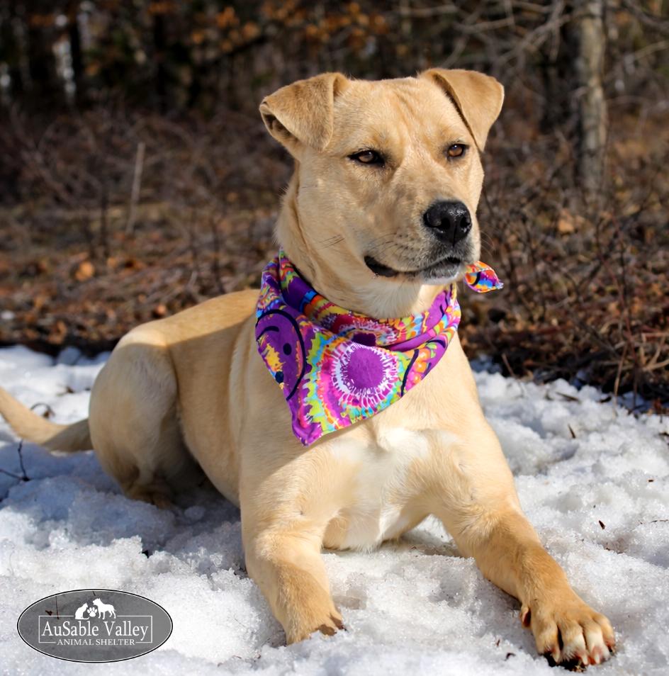 Bianca, adoptable, Adult Female Mixed Breed.