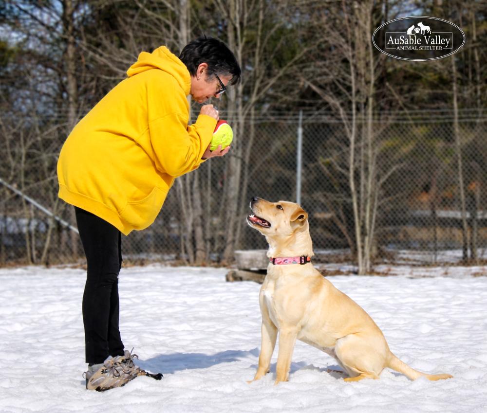 Bianca, an adoptable Mixed Breed in Grayling, MI image 3/6