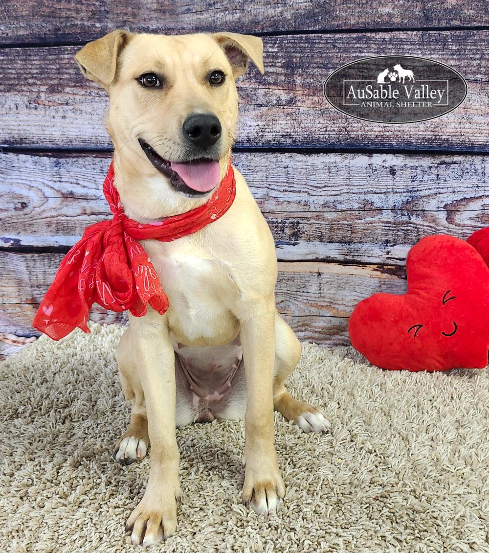 Enlarge Bianca, an adoptable Mixed Breed in Grayling, MI image 4/6