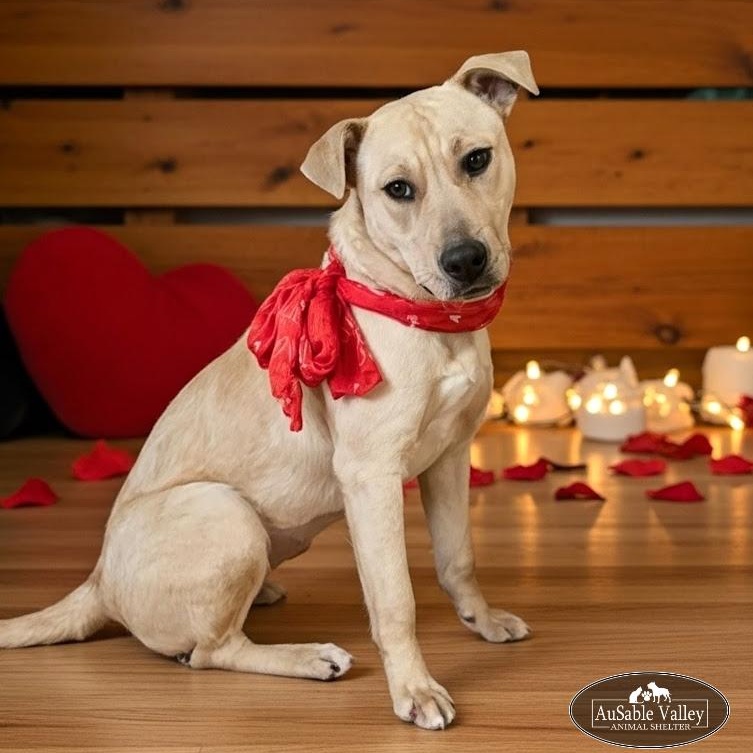 Bianca, adoptable, Adult Female Mixed Breed.