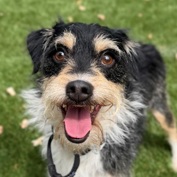 Enlarge West, a Adoptable mixed breed in Walnut Creek, CA image 1/1