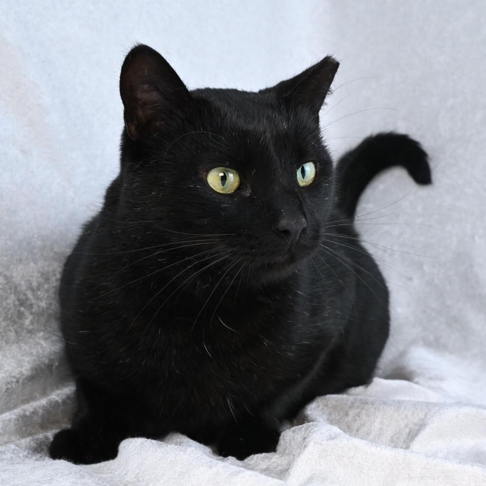 Little Elvis, Adoptable, Adult Male Domestic Short Hair.