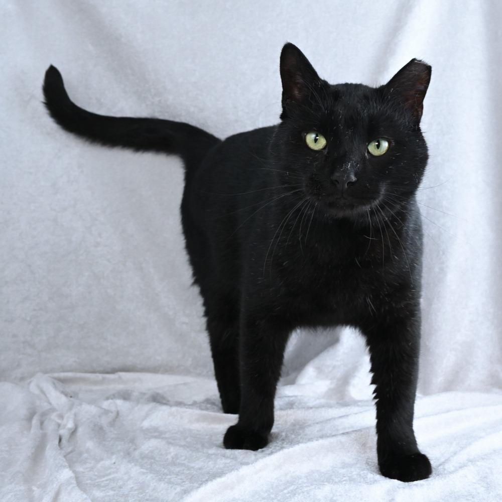 Enlarge Little Elvis, a Adoptable Domestic Short Hair in Huntsville, AL image 3/6
