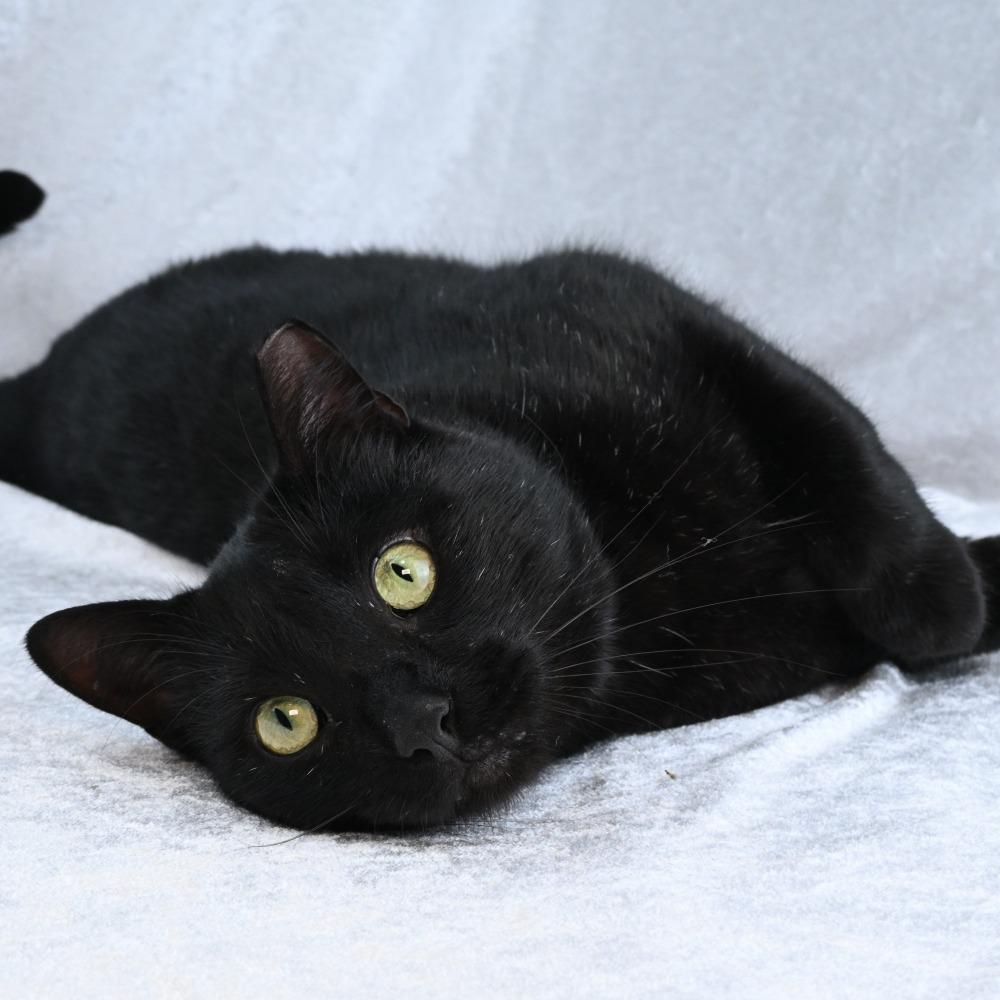Little Elvis, a Adoptable Domestic Short Hair in Huntsville, AL image 3/6