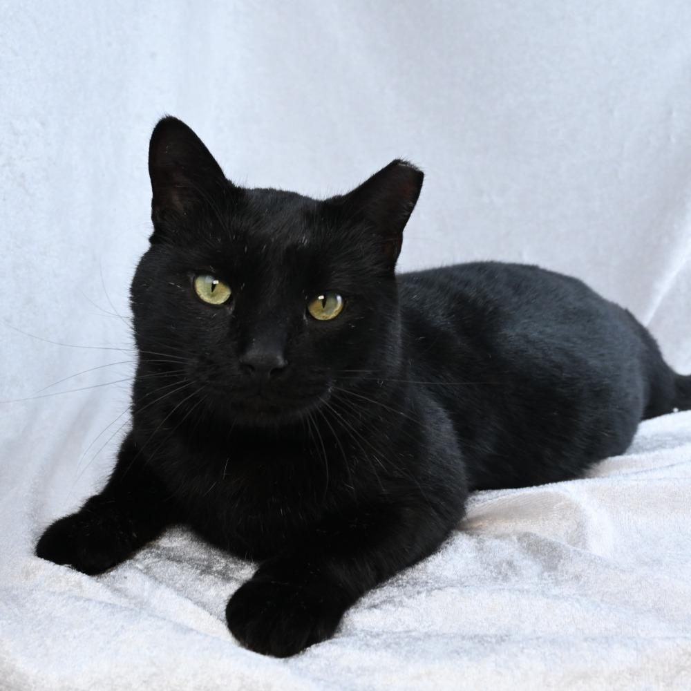 Little Elvis, a Adoptable Domestic Short Hair in Huntsville, AL image 4/6
