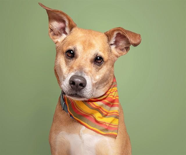 HARVEY, Adoptable, Adult Male Labrador Retriever & Mastiff.