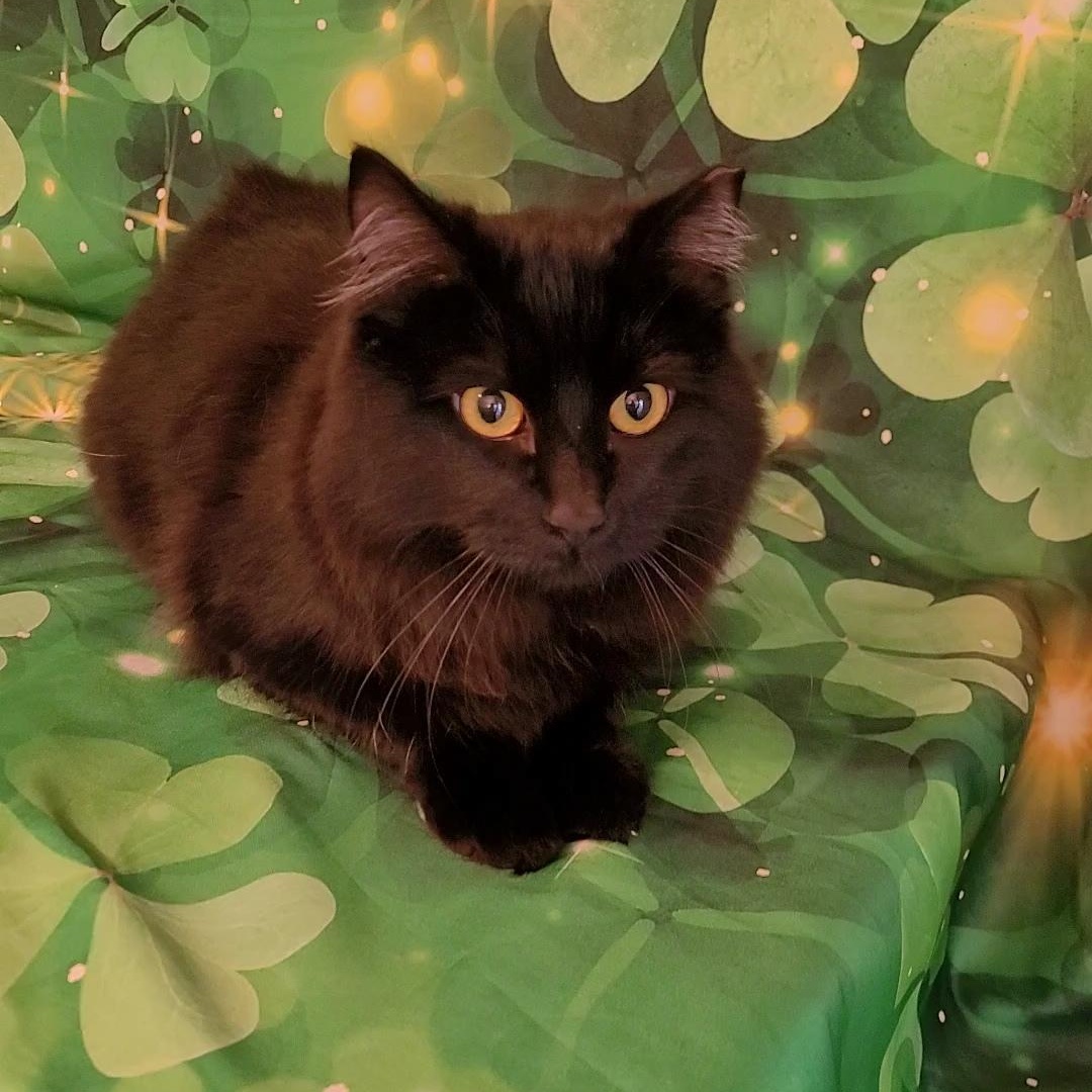 Enlarge HERSHEY, a ADOPTABLE Domestic Long Hair in Escalon, CA image 6/6