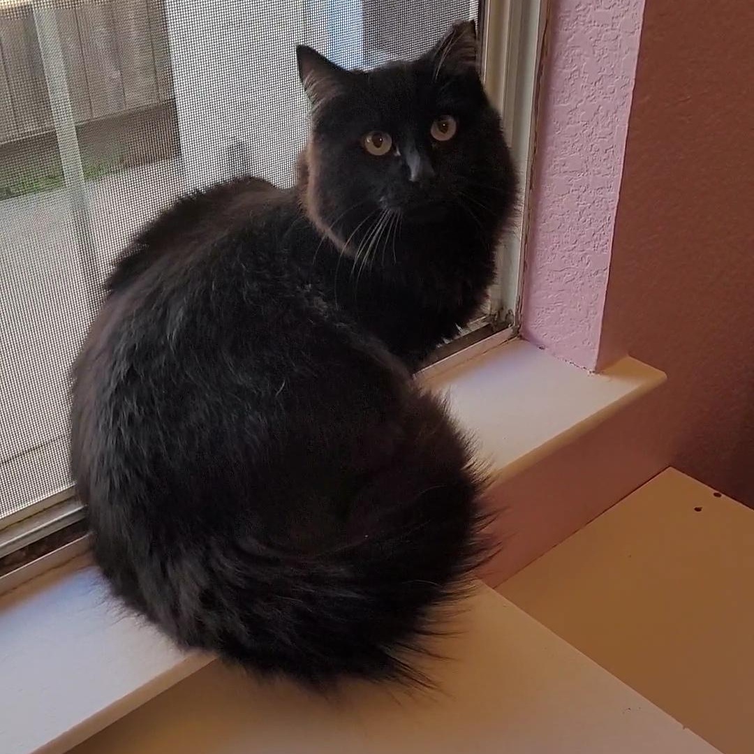 Enlarge HERSHEY, a ADOPTABLE Domestic Long Hair in Escalon, CA image 1/6