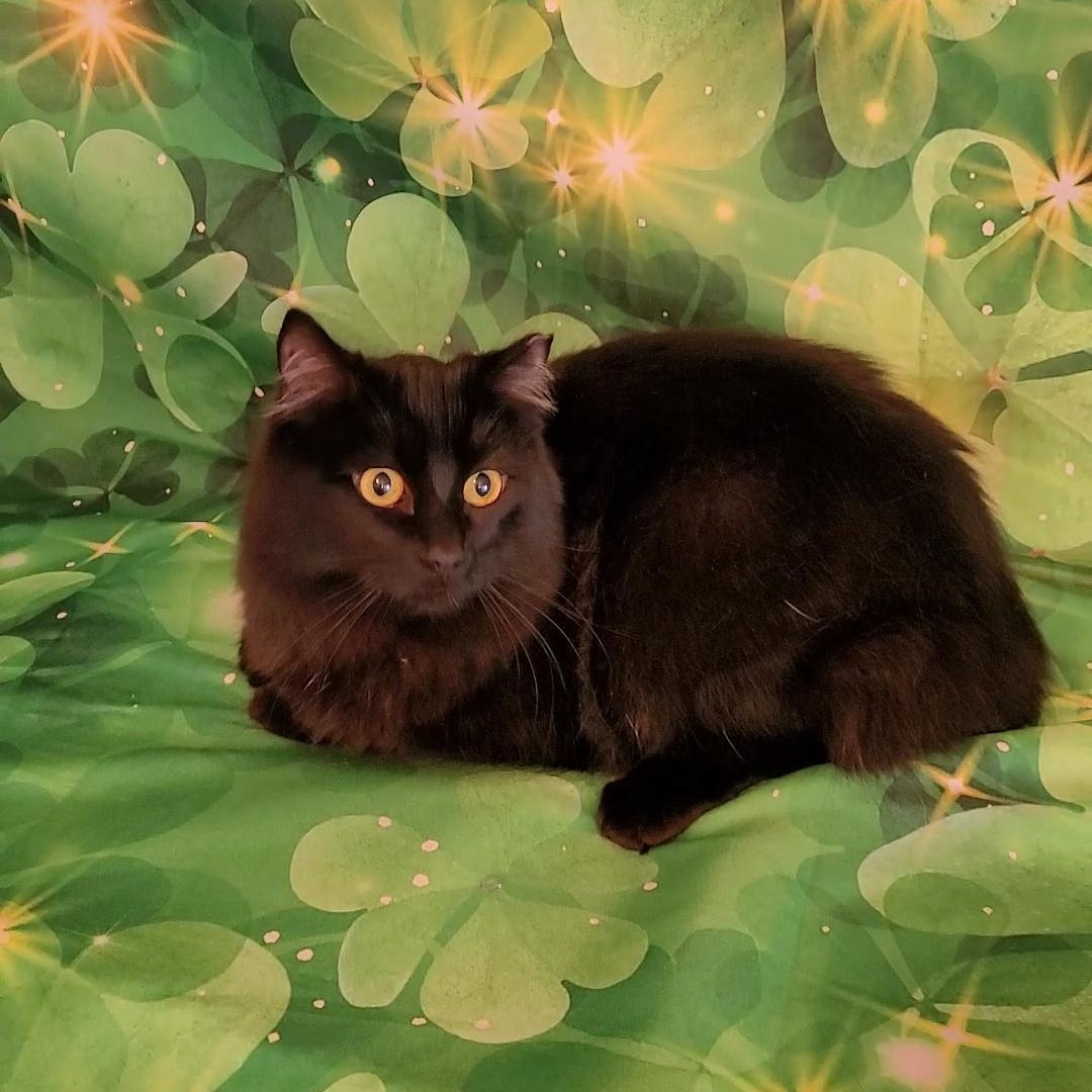 Enlarge HERSHEY, a ADOPTABLE Domestic Long Hair in Escalon, CA image 2/6
