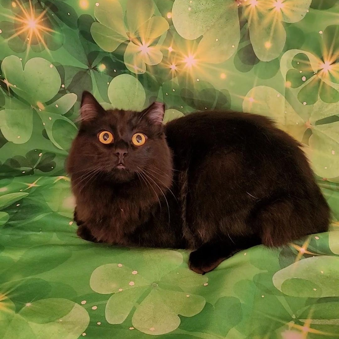 Enlarge HERSHEY, a ADOPTABLE Domestic Long Hair in Escalon, CA image 3/6