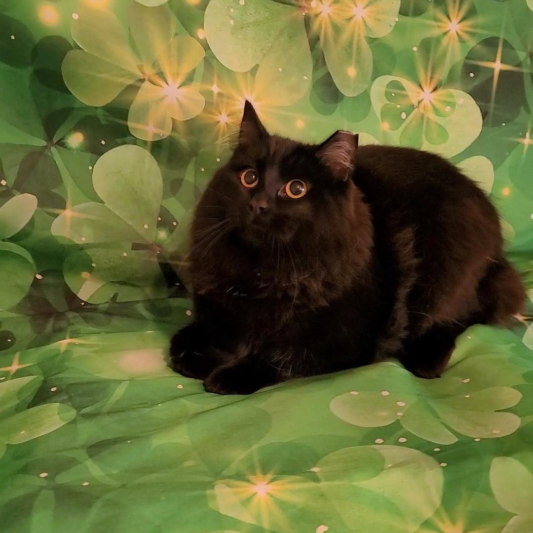 Enlarge HERSHEY, a ADOPTABLE Domestic Long Hair in Escalon, CA image 4/6