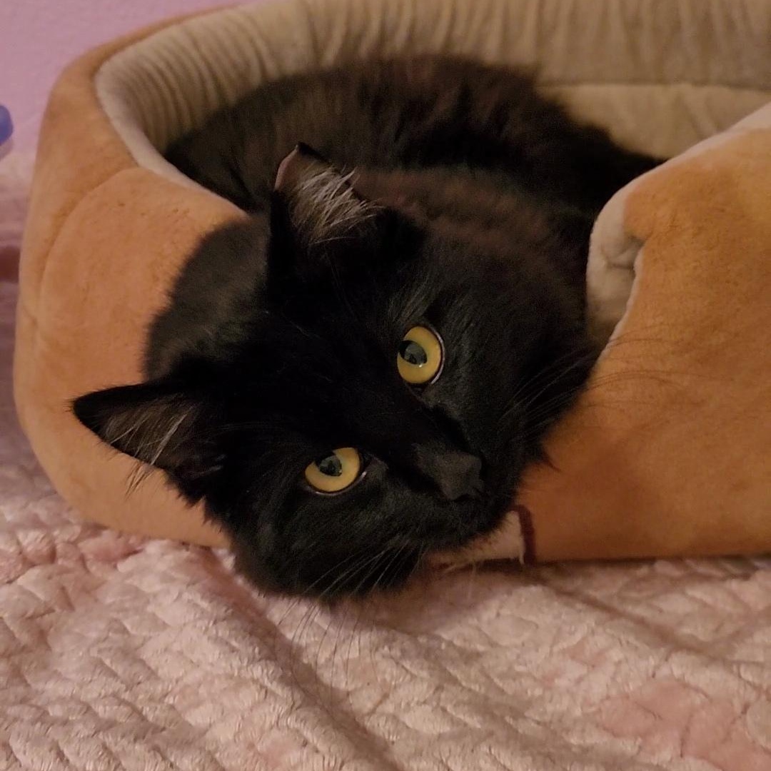 Enlarge HERSHEY, a ADOPTABLE Domestic Long Hair in Escalon, CA image 5/6