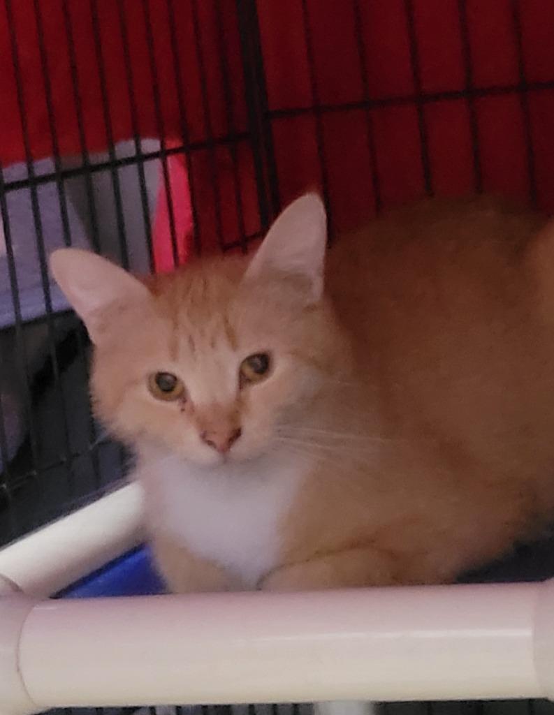 Hannah, Adoptable, Adult Female Domestic Short Hair.