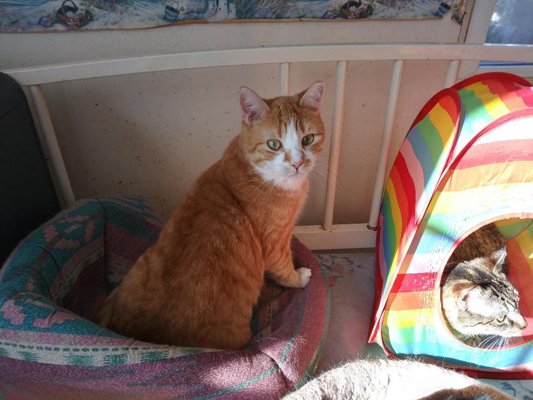 Russ Rich - HANDSOME ORANGE & WHITE BOY!