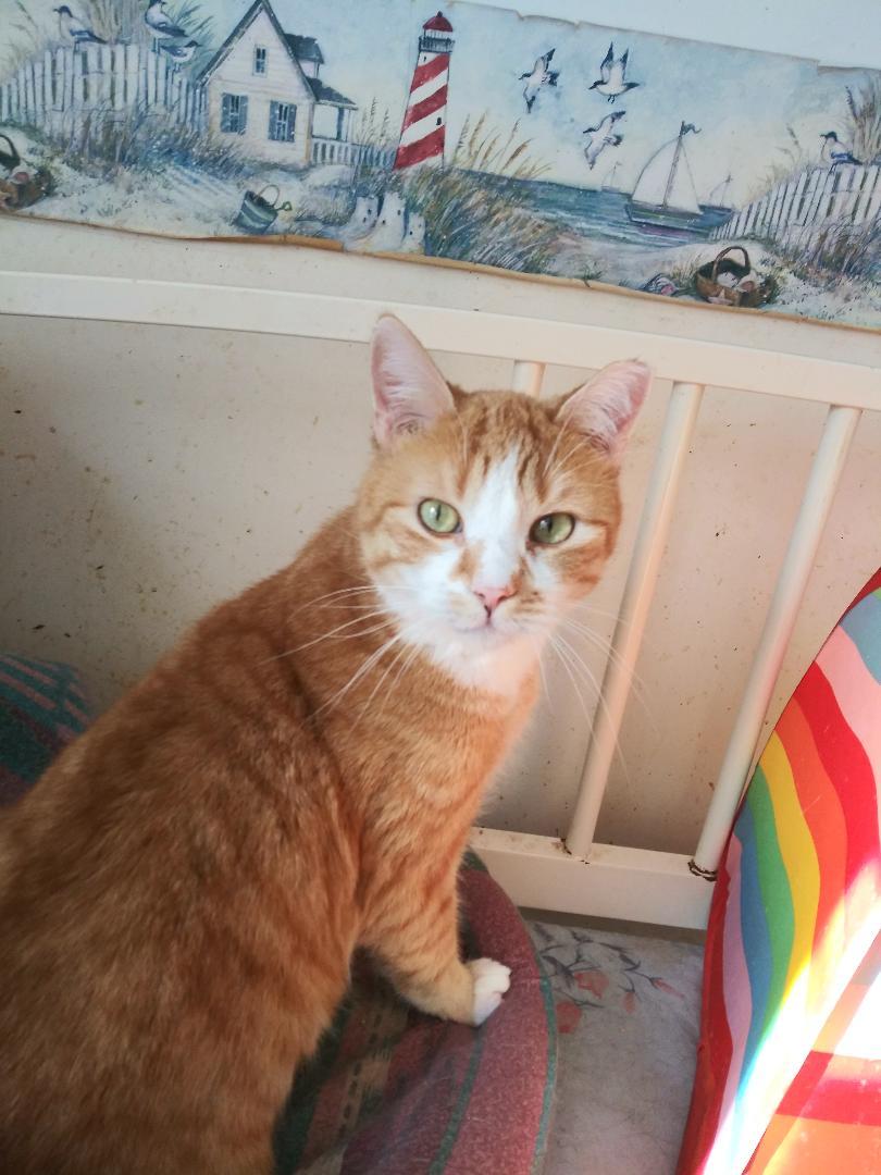 Russ Rich - HANDSOME ORANGE & WHITE BOY! — thumbnail 2