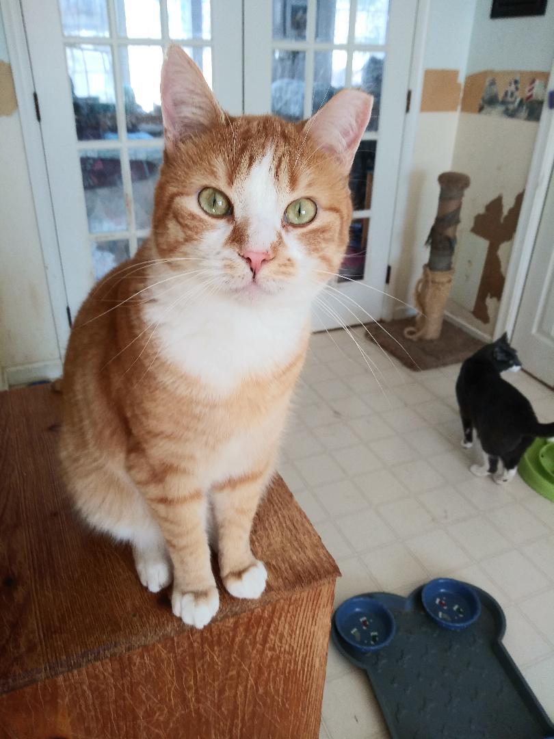 Russ Rich - HANDSOME ORANGE & WHITE BOY! — thumbnail 3