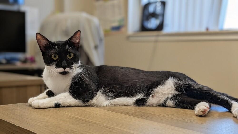 Pearl, Adoptable, Young Female Domestic Short Hair.