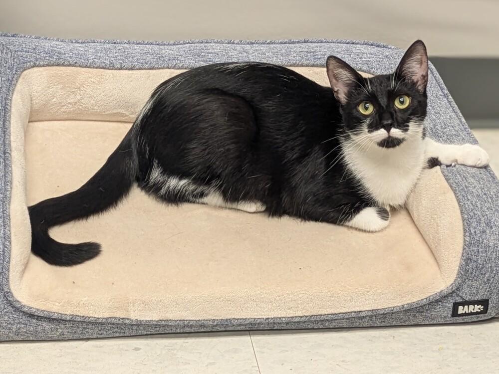 Enlarge Pearl, a Adoptable Domestic Short Hair in Clinton Township, MI image 2/5