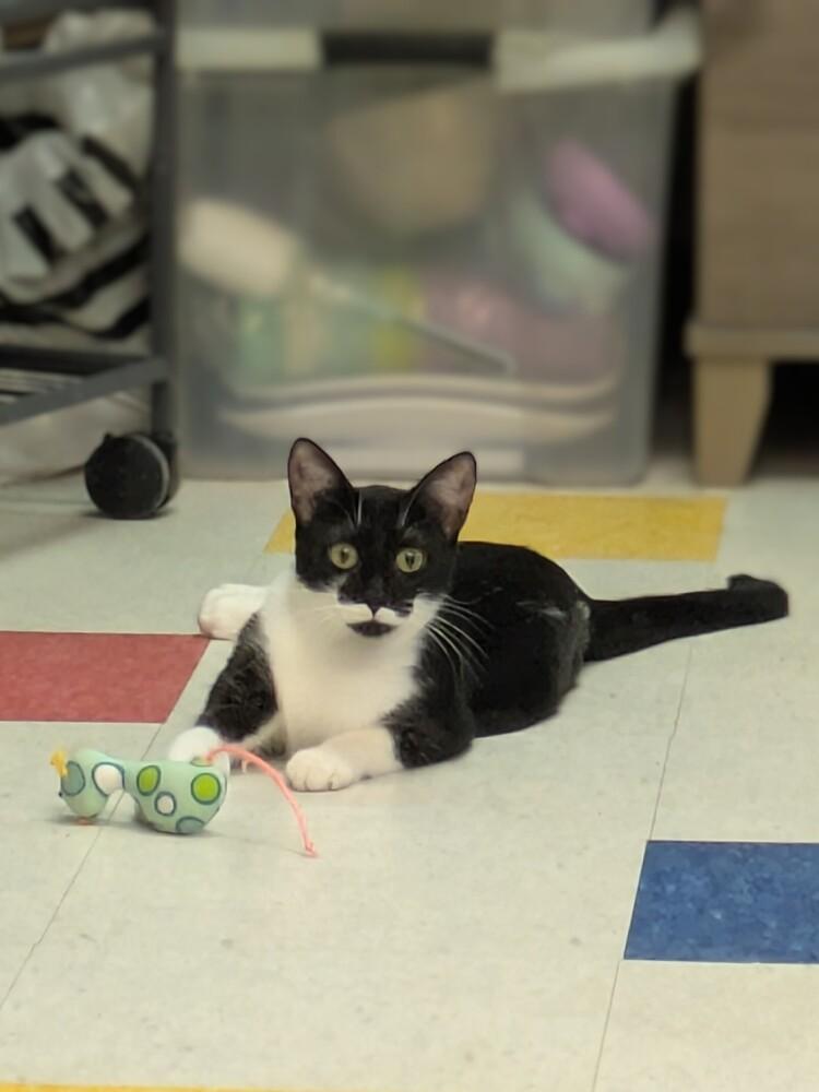 Enlarge Pearl, a Adoptable Domestic Short Hair in Clinton Township, MI image 3/5