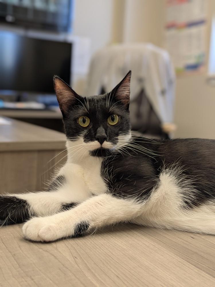 Enlarge Pearl, a Adoptable Domestic Short Hair in Clinton Township, MI image 4/5