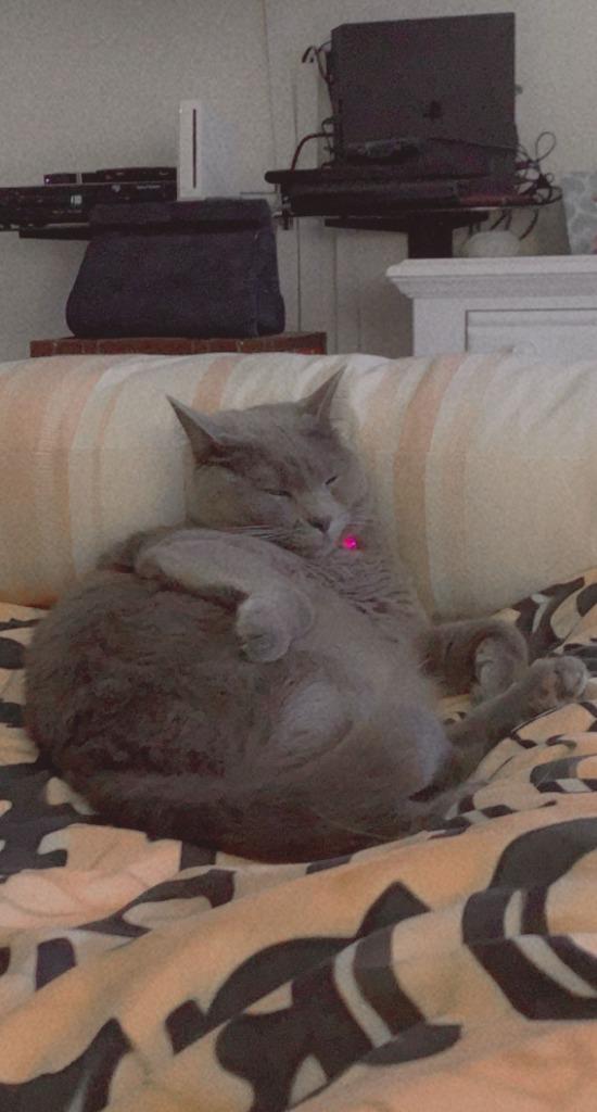 Harley Quinn **Courtesy Listing**, Adoptable, Adult Female Russian Blue.