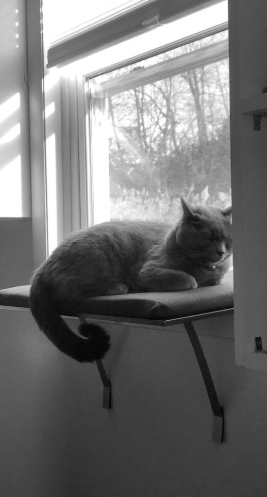 Enlarge Harley Quinn **Courtesy Listing**, a Adoptable Russian Blue in Peru, NY image 2/3