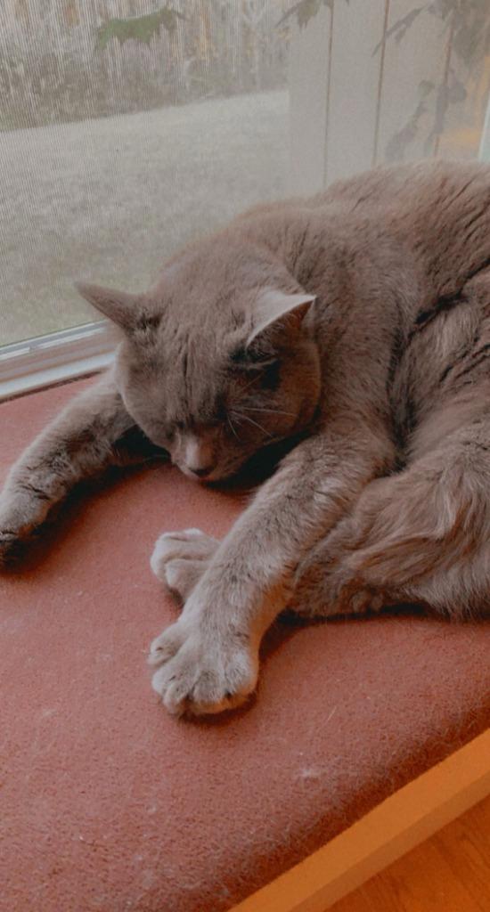 Enlarge Harley Quinn **Courtesy Listing**, a Adoptable Russian Blue in Peru, NY image 3/3