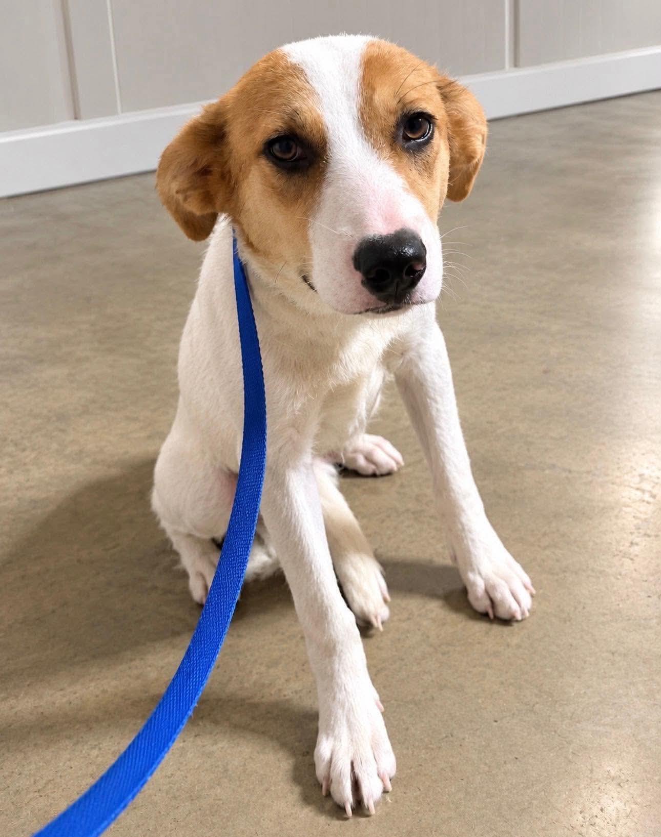 Enlarge Sandy, a Adoptable Hound in Westwood, NJ image 2/2