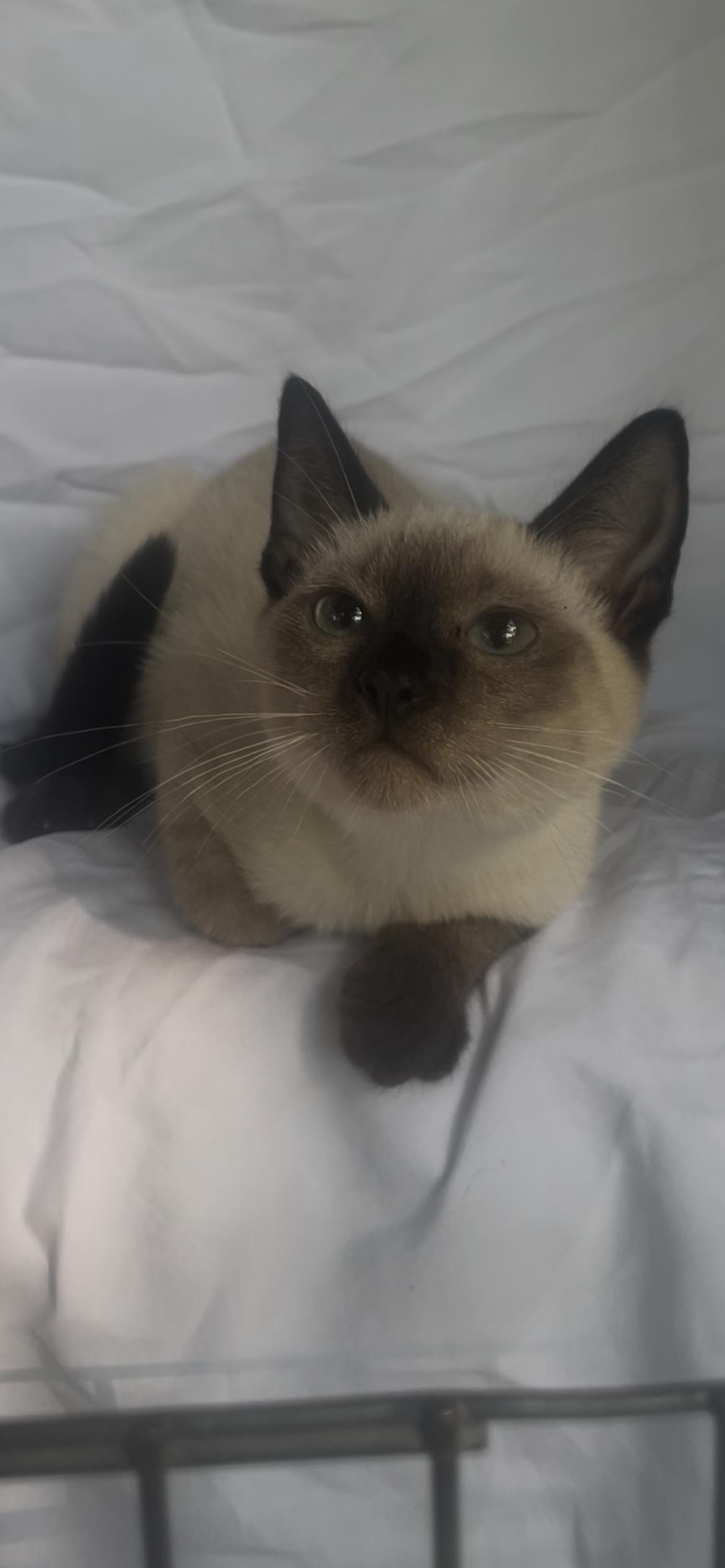 Yuki, adopted, Kitten Female Siamese.