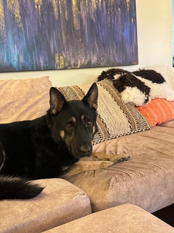 Kaiser, Adoptable, Adult Male German Shepherd Dog.