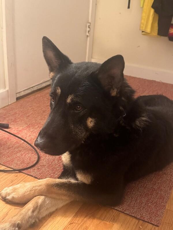 Kaiser, a Adoptable mixed breed in Seattle, WA image 2/6