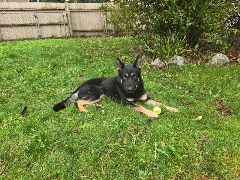 Kaiser, a Adoptable mixed breed in Seattle, WA image 3/6