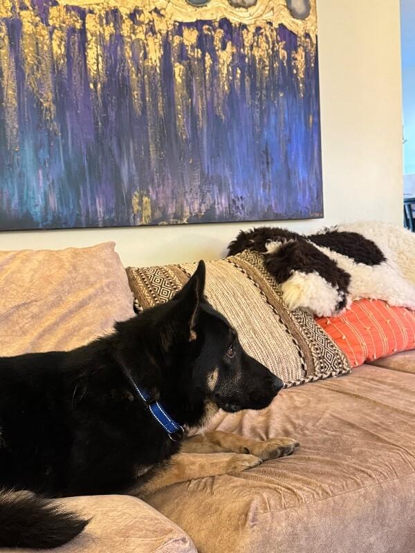 Kaiser, a Adoptable mixed breed in Seattle, WA image 4/6