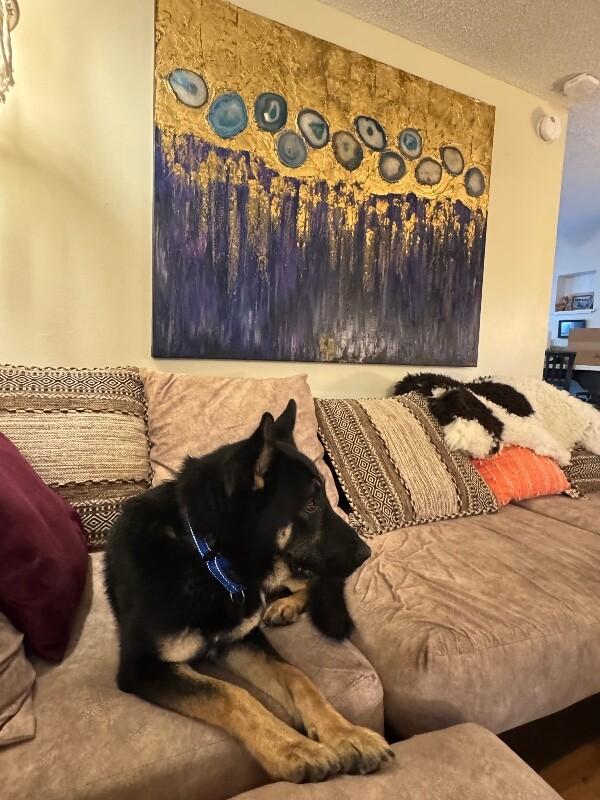 Kaiser, a Adoptable mixed breed in Seattle, WA image 5/6